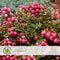 Plant in a Box - Gaultheria mucronata - Roze Pernettya in Mand - Parelbes - Pot 17cm - Hoogte 25-40cm