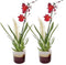 Dolomite Horizon Bordeaux Cambria Nelly Red Velvet 1T8+