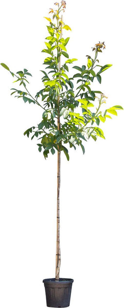Walnotenboom 'Lange van Lod' | Juglans regia ‘Lange van Lod’ 8-10 cm | Bomenbezorgd.nl