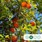 Sinaasappelboom Citrus sinensis h 150 cm st. omtrek 14cm