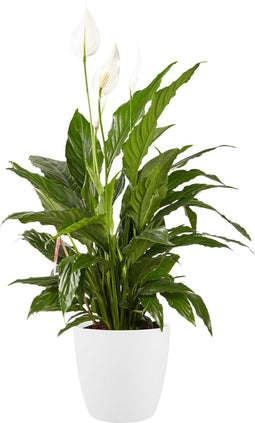 Lepelplant Spathiphyllum Elho Brussels Round White - BestPlants - Groene Plant- Hoogte 100 cm