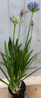 Agapanthus 70 cm Blauw