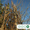 Winterlinde | Tilia cordata 10-14 cm | Bomenbezorgd.nl