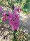 Roze schijnacacia | Robinia mar. 'Casque Rouge' 6-10 cm | Bomenbezorgd.nl