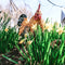 Farmwood Tuinbeeld Haan | 25 x 13 x 30 cm Bruin