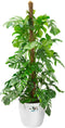 Elho Brussels Rond Wielen 47 - Grote Bloempot - 100% Gerecycled Plastic - Ø 46.5 x H 43.5 cm - Wit