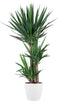 Goed & Groen - Yucca Elephantipes (in ELHO Brussels Rond Wit) - Stevige kamerpalm - Palmlelie - XL -↨ 140cm - Potmaat 27 - Exclusieve Kwaliteit Planten - Kamer Plant - Kamerplanten - Sfeer - Interieur