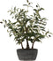 J-Line olijfboom in cement pot - kunststof - groen