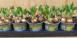 Warentuin natuurlijk - Narcis Tete a Tete 18 stuks in kleine potje...