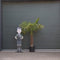 Chinese waaierpalm - Trachycarpus Fortunei 70 cm stamhoogte