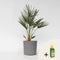 Plant in a Box - Chamaerops Humilis - Laag schild - Pokon - Tuinpalm - Winterhard - Pot 21cm - Hoogte 70-80cm