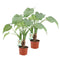 Alocasia Cucullata op stam ↨ 40cm - 2 stuks - hoge kwaliteit planten