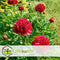Plant in a Box - Paeonia officinalis 'Rubra Plena' - Set van 3 - Roze Pioenrozen - Pot 9cm - Hoogte 0-40cm