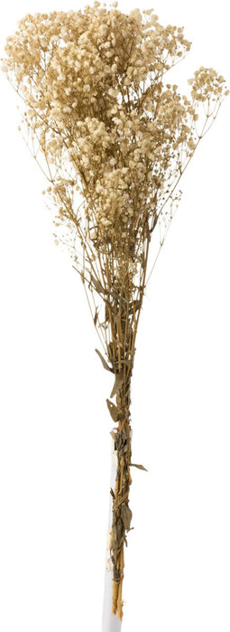 J-Line droogbloemen - Bundel Gypsophilia Gedroogd - ecru