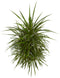 Drakenboom ↨ 110cm - hoge kwaliteit planten