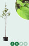 Zakdoekenboom | Davidia involucrata 6-10 cm | Bomenbezorgd.nl