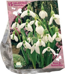 Bees & Butterflies - Galanthus Woronowii per 15| Bloembollen | Flower bulbs | Najaarsbloeier |Bulb les fleurs