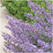 Plants by Frank | 48 kattenkruid planten | Nepeta 'Walker's Low' | Winterharde bodembedekker planten | tuinplanten | Winterharde vaste planten meerjarig | Winterharde tuinplanten