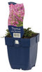 Griffioen - Thymus praecox 'Red Carpet'