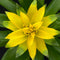 Goed & Groen - Guzmania Deseo Yellow single - ↨ 45cm - Potmaat 12 - Exclusieve Kwaliteit Planten - Kamer Plant - Kamerplanten - Sfeer - Interieur