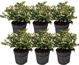 Plants by Frank | set van 6 Parelbes planten | 6x Pernettya mucronata wit | 6x wit | 12 cm Ø | 20 cm hoog | winterharde planten | tuinplanten | planten