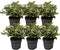 Plants by Frank | set van 6 Parelbes planten | 6x Pernettya mucronata wit | 6x wit | 12 cm Ø | 20 cm hoog | winterharde planten | tuinplanten | planten