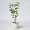Japanse Esdoorn - Set van 4 - Acer 'Going Green' - Hoogte 25-40cm - ⌀10,5cm - Acer palm. Going Green P10,5 x4