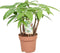 Goed & Groen - Combipakket - Dracaena Diamond Dream en Steudneri en Pachira aquatica (multistam en gevlochten stam) -↨ 55cm - Potmaat 17 - Kwaliteit Planten - Kamer Plant - Kamerplanten - Sfeer