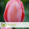 Plant in a Box - Tulipa Design Impression - Bloem bollen x40 - Tulp - Roze - Tulpen uit Holland