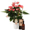 Set Anthurium Pink Champion en interieur parfum (World of Opportunities) ↨ 50cm - hoge kwaliteit planten