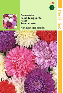 2 stuks - Hortitops - Callistephus Chinensis Koningin der Hallen Ge...
