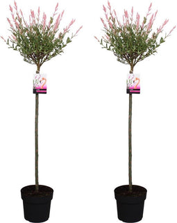 Plant in a Box - Salix integra Flamingo - Set van 2 - Tuinplant - Bonte wilg - Winterhard - Pot 21cm - Hoogte 110-120cm