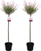Plant in a Box - Salix integra Flamingo - Set van 2 - Tuinplant - Bonte wilg - Winterhard - Pot 21cm - Hoogte 110-120cm