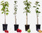 Plant in a Box - Mix van 4 zuilvormige fruitbomen - Prunus - Pyrus - Malus - Pot 9cm - Hoogte 60-70cm