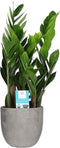 Zamioculcas in Mica sierpot Jimmy (lichtgrijs) ↨ 65cm - hoge kwaliteit planten