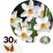 Plant in a Box - Narcissus Recurvus x30 - Narcisbollen - Meerjarige winterharde bloembollen voor in de tuin, terras of balkon
