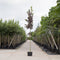 Decoratief Beeld - Vogelkers Canada Prunus Vir. Canada - Aluminium - Warentuin Natuurlijk - Red