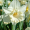 Plant in a Box - Narcissus Mount Hood x30 - Narcisbollen - Meerjarige winterharde bloembollen voor in de tuin, terras of balkon