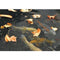 Oase afdeknet 6 x 10 meter Aquanet 3