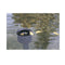 Oase - Skimmer Standskimmer - Aquaskim 20