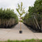 Sierkers met goudgele stam | Prunus maackii 'Amber beauty' 6-10 cm | Bomenbezorgd.nl