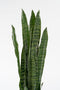 Mica Decorations Sanseveria Kunstplant in Bloempot - H80 x Ø15 cm - Groen