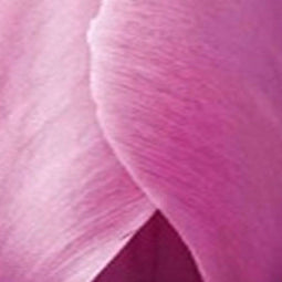 JUB - Tulipa Purple Pride