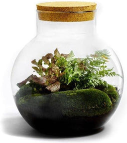 Growing Concepts DIY Duurzaam Ecosysteem Bol - H30xØ18cm