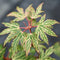 Plant in a Box - Japanse esdoorn - Acer palmatum 'Butterfly' - Hoogte 25-40cm - Potmaat 10,5cm - boom - groen
