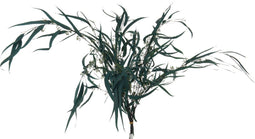 J-Line droogbloemen - Bundel Eucalyptus Wild - groen