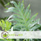 Plant in a Box - Phlebodium Aureum 'Blue Star' - Gemakkelijk te verzorgen Blauwvaren - Pot 17cm - Hoogte 40-50cm