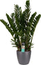 Decorum Zamioculcas in Elho Brussels Round sierpot (antraciet) - Duynplant - Groene plant- Hoogte 90 cm