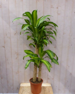 Kamerplant Fragrans Dracaena Drakenbloedboom groot 160 cm geel-groen