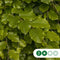 Groene beuk | Fagus sylvatica 14-18 cm | Bomenbezorgd.nl